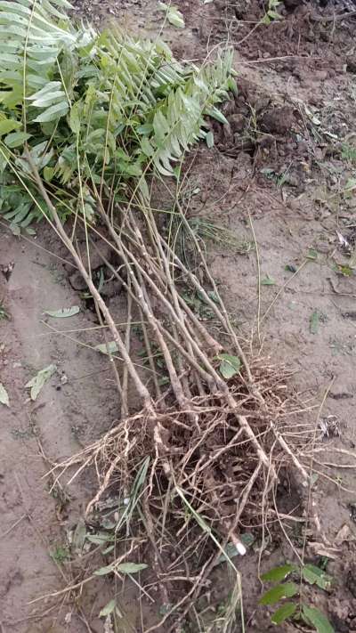 出售臭椿苗，巨峰葡萄苗。药用连翘苗，科研五号优质种苗，2/5年苗，药用连翘树，挂果树，全国包邮到家！财富密码18534302961