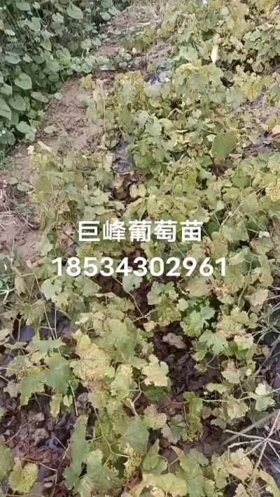 巨峰葡萄苗，一年扦插苗，苗圃基地直销。需要联系我18534302961