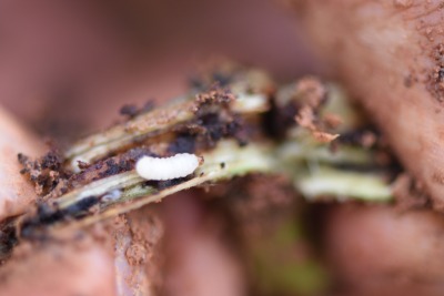 冬季甘薯采收后的田间管理&mdash;&mdash;清洁田园与土壤消毒