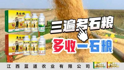 冬季种植，油菜，小麦，草莓等作物的，出现了除草剂药害，黄叶，僵苗，苗不长等问题，马上用多石粮，确保5天见到效果。