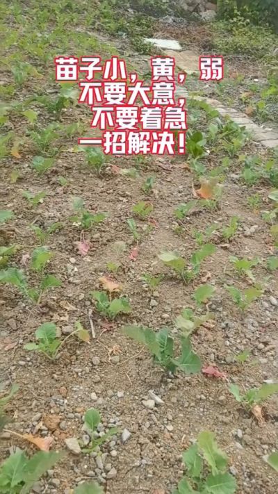 油菜苗子弱苗子小，就用多石粮，5天见效果。