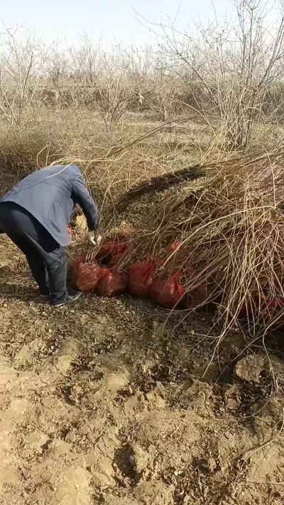 出售药用连翘苗，科研五号优质种苗，2/5年苗，药用连翘树，挂果树，全国包邮到家！财富密码18534302961出售药用连翘苗，科研五号优质种苗，2/5年苗，药用连翘树，挂果树，全国包邮到家！财富密码1