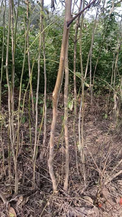 出售臭椿苗，巨峰葡萄苗。药用连翘苗，科研五号优质种苗，2/5年苗，药用连翘树，挂果树，全国包邮到家！财富密码18534302961