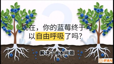 第3节：别把树&ldquo;憋死&rdquo;&mdash;&mdash;正确的定植与换盆手法,   课程：《蓝莓&ldquo;高产&rdquo;实战课：从选苗到丰收的10个关键点》