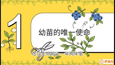 第6节：修剪决定产量（上）&mdash;&mdash;幼苗期与生长期修剪， 课程：《蓝莓&ldquo;高产&rdquo;实战课：从选苗到丰收的10个关键点》