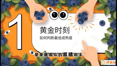 第10节：完美的&ldquo;果粉&rdquo;&mdash;&mdash;采摘时机与保鲜， 课程：《蓝莓&ldquo;高产&rdquo;实战课：从选苗到丰收的10个关键点》