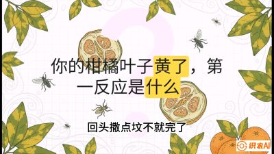 第一节：保命生死线&mdash;&mdash;黄龙病与木虱，课程：《柑橘十大病虫害：从入门到精通》