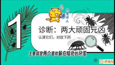 第06节：顽固虫害防治&mdash;&mdash;&ldquo;钻心虫与红蜘蛛，打准时间才服输&rdquo;《槟榔种植：从不懂到精通的10堂必修课》