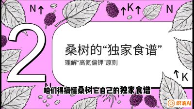 第04节：地下核动力&mdash;&mdash;桑树专用水肥一体化配方，课程：《桑海淘金：桑树高产与蚕桑安全进阶实战课》