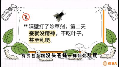 第05节：养蚕人的&ldquo;排雷战&rdquo;&mdash;&mdash;除草剂的生死禁忌，课程：《桑海淘金：桑树高产与蚕桑安全进阶实战课》