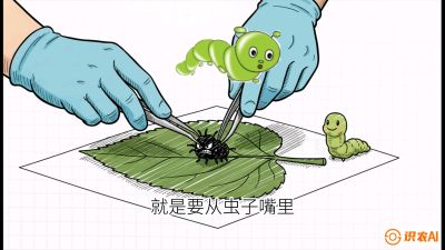 第07节：虫口夺叶（下）&mdash;&mdash;不得不打药时的&ldquo;解毒术&rdquo;，课程：《桑海淘金：桑树高产与蚕桑安全进阶实战课》