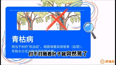 第08节：看不见的杀手&mdash;&mdash;青枯病与萎缩病，课程：《桑海淘金：桑树高产与蚕桑安全进阶实战课》