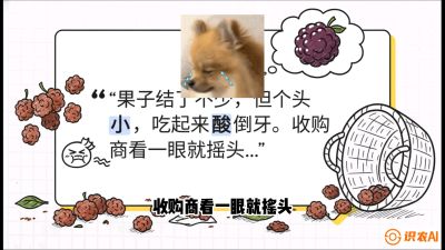 第10节：甜蜜的科学&mdash;&mdash;膨大、增甜与转色，课程：《桑海淘金：桑树高产与蚕桑安全进阶实战课》