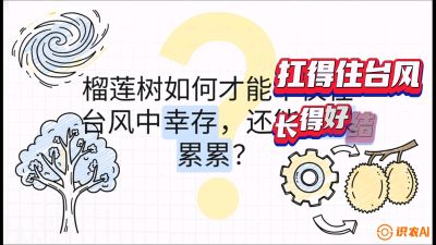 第四节：中国榴莲突围战：为生存重塑权型，抗台风矮化栽培与力学牵引，课程：《国产榴莲突围战：从泰国经验到中国实操的8堂必修课（高阶实战版）》