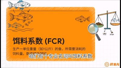 第五节：【高端单品&middot;鳜鱼】&ldquo;饲料鳜&rdquo;技术：打破吃活饵的高成本魔咒，课程：《黄金鳞甲：2025中国淡水鱼高效养殖实战营》