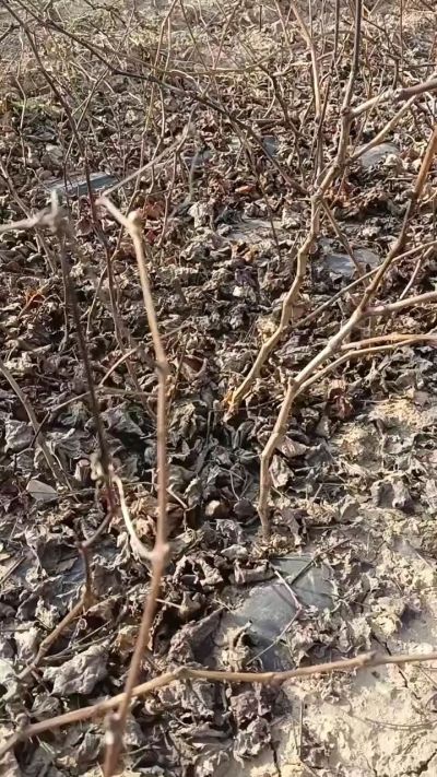 巨峰葡萄苗，一年扦插苗，，全国包邮到家！需要联系18534302961