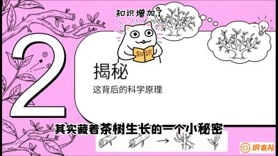 第04节（修剪篇）：树势复活术：从&ldquo;越剪越弱&rdquo;到&ldquo;枝繁叶茂&rdquo;的能量管理与夏秋茶逆袭，课程：《茶金时代：从&ldquo;看天吃饭&rdquo;到&ldquo;精准控局&rdquo;的茶叶高产提质实战课》