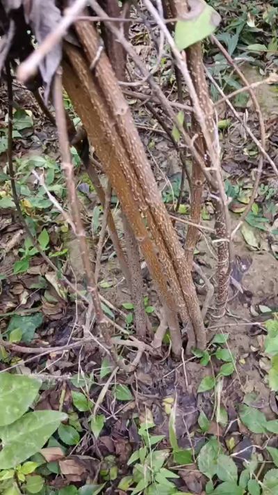 出售药用连翘苗，科研五号优质种苗，2/5年苗，药用连翘树，挂果树，全国包邮到家！财富密码18534302961出售药用连翘苗，科研五号优质种苗，2/5年苗，药用连翘树，挂果树，全国包邮到家！财富密码1