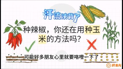 第1节：【品种定江山】工业辣椒vs小米辣：底肥公式与密度陷阱的&ldquo;百万生意经&rdquo;，课程：《辣椒种植实战特训营，从工业辣椒到精品小米辣，教你如何把&ldquo;草&rdquo;种成&ldquo;金&rdquo;》