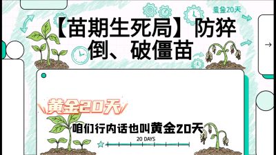第2节：【苗期生死局】防猝倒、破僵苗，决定后期产量的&ldquo;黄金20天&rdquo;，课程：《辣椒种植实战特训营，从工业辣椒到精品小米辣，教你如何把&ldquo;草&rdquo;种成&ldquo;金&rdquo;》