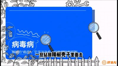 第5节：【病毒病阻击】辣椒的&ldquo;癌症&rdquo;怎么治？从&ldquo;绝收恐慌&rdquo;到&ldquo;带毒生产&rdquo;的逆转术，课程：《辣椒种植实战特训营，从工业辣椒到精品小米辣，教你如何把&ldquo;草&rdquo;种成&ldquo;金&rdquo;》