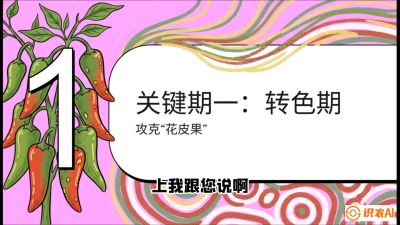 第8节：【小米辣线椒专场】颜值即正义！防花皮、防炭疽，打造收购商抢着要的&ldquo;精品果&rdquo;，课程：《辣椒种植实战特训营，从工业辣椒到精品小米辣，教你如何把&ldquo;草&rdquo;种成&ldquo;金&rdquo;》