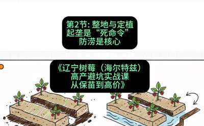 第二节： 整地与定植&mdash;&mdash;起垄是&ldquo;死命令&rdquo;，防涝是核心，课程：《辽宁树莓（海尔特兹）高产避坑实战课：从保苗到高价》