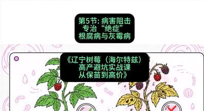 第五节： 病害阻击&mdash;&mdash;专治&ldquo;绝症&rdquo;根腐病与灰霉病，课程：《辽宁树莓（海尔特兹）高产避坑实战课：从保苗到高价》