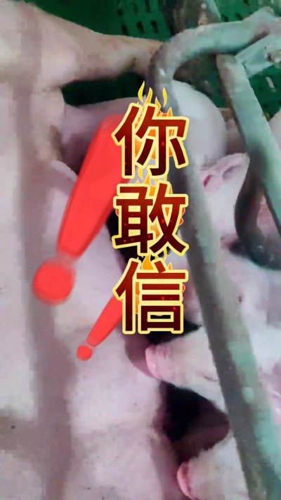 小猪抢不到奶，干瘦不长肉？成活率总上不去？😭
自从用上南商农科这款仔猪补奶机，再也没这烦恼！
✅ 一键设置下料参数，新手也能上手
✅ 恒温补奶，小猪抢着喝，长势超均匀
从车间精工组装到猪场落地使用，每