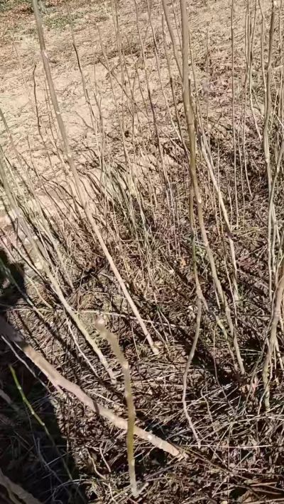 出售臭椿苗，巨峰葡萄苗。药用连翘苗，科研五号优质种苗，2/5年苗，药用连翘树，挂果树，全国包邮到家！财富密码18534302961