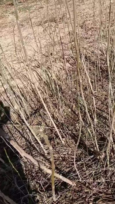 出售臭椿苗，巨峰葡萄苗。药用连翘苗，科研五号优质种苗，2/5年苗，药用连翘树，挂果树，全国包邮到家！财富密码18534302961