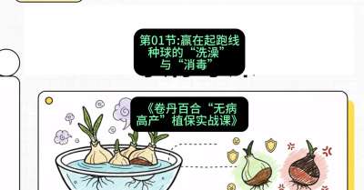 第01节：赢在起跑线&mdash;&mdash;种球的&ldquo;洗澡&rdquo;与&ldquo;消毒&rdquo;，课程：《卷丹百合&ldquo;无病高产&rdquo;植保实战课》#识农AI