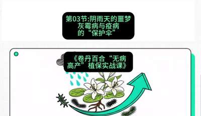 第03节：阴雨天的噩梦&mdash;&mdash;灰霉病与疫病的&ldquo;保护伞&rdquo;，课程：《卷丹百合&ldquo;无病高产&rdquo;植保实战课》#识农AI