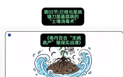 第05节：烂根也是病&mdash;&mdash;镰刀菌基腐病的&ldquo;土壤消毒术&rdquo; ，课程：《卷丹百合&ldquo;无病高产&rdquo;植保实战课》#识农AI