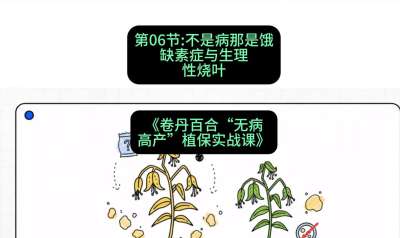 第06节：不是病那是饿&mdash;&mdash;缺素症与生理性烧叶 ，课程：《卷丹百合&ldquo;无病高产&rdquo;植保实战课》#识农AI