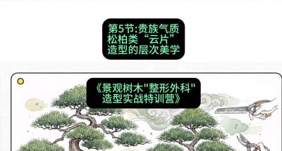 第05节：贵族气质&mdash;&mdash;松柏类&ldquo;云片&rdquo;造型的层次美学，课程：《景观树木&ldquo;整形外科&rdquo;造型实战特训营》#识农AI