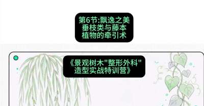 第06节：飘逸之美&mdash;&mdash;垂枝类与藤本植物的牵引术，课程：《景观树木&ldquo;整形外科&rdquo;造型实战特训营》#识农AI
